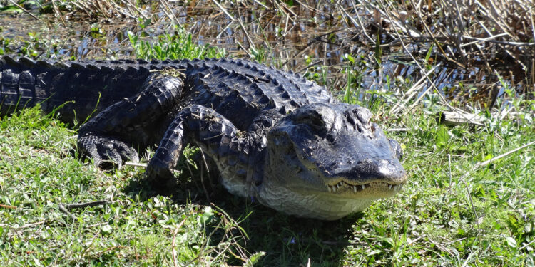 American alligator (FWC)