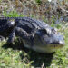 American alligator (FWC)