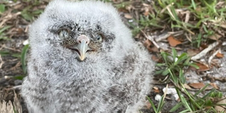 Baby Owl