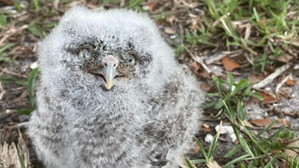 Baby Owl