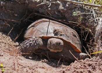 Gopher Tortoise