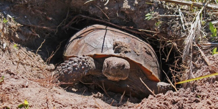 Gopher Tortoise