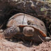 Gopher Tortoise