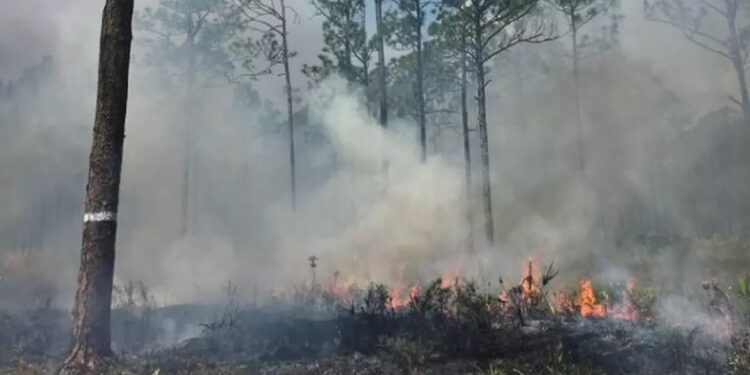 Prescribed fire applied at St. Sebastian River Preserve State Park (Photo: Charlie Corbeil)