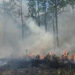 Prescribed fire applied at St. Sebastian River Preserve State Park (Photo: Charlie Corbeil)