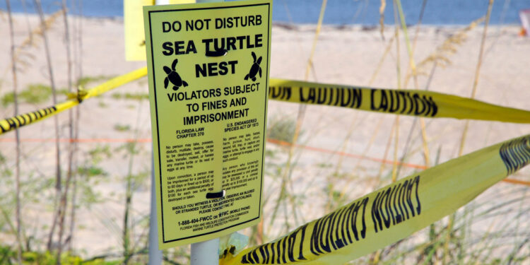 Sea Turtle Nest / FWC