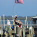 Brown pelican in Sebastian, Florida.