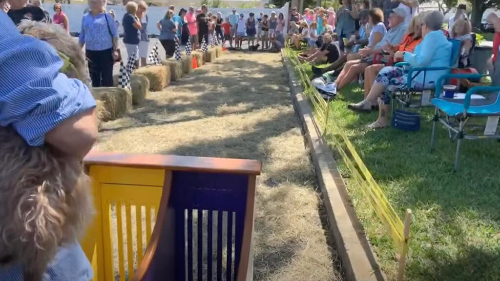 Wiener Dog Races