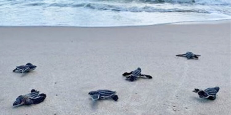 Sea Turtle Nesting Season (Credit: Quintin Bergman)