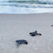 Sea Turtle Nesting Season (Credit: Quintin Bergman)