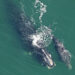 Right whale and calf in the Atlantic Ocean.