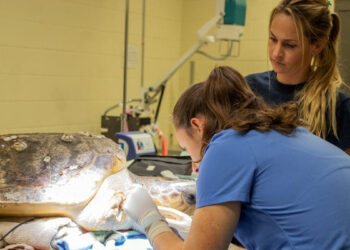 Loggerhead turtle named Mischief