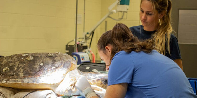 Loggerhead turtle named Mischief