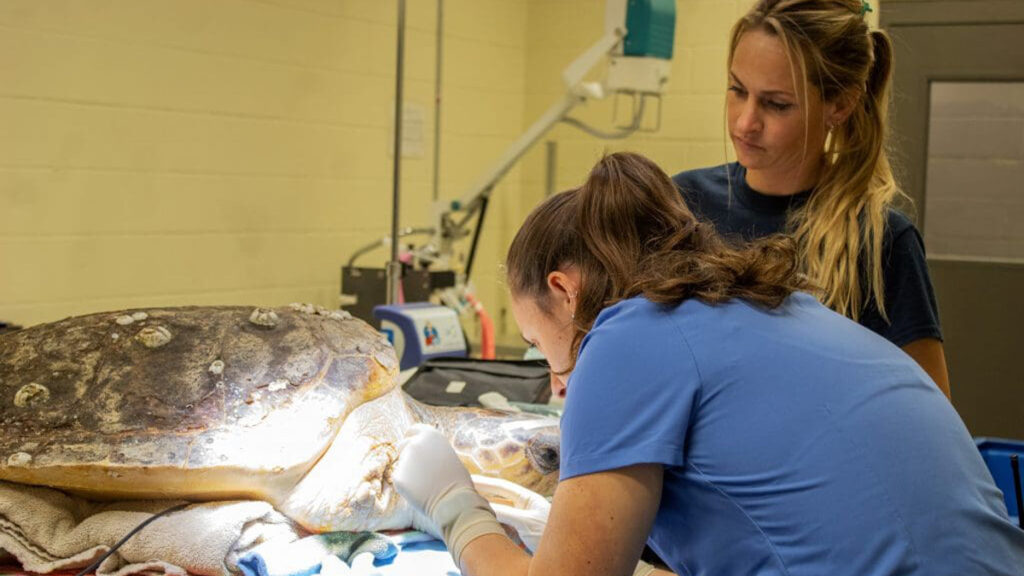 Loggerhead turtle named Mischief