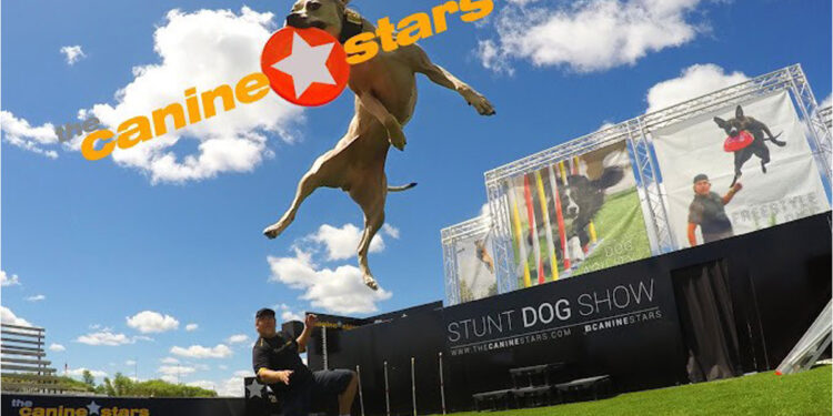 Canine Stars Stunt Dog Show