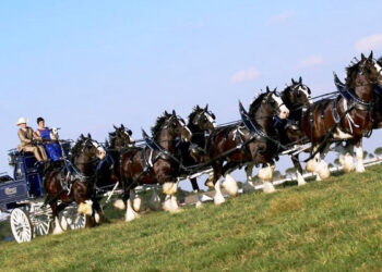 Clydesdales are coming to Sebastian, Florida