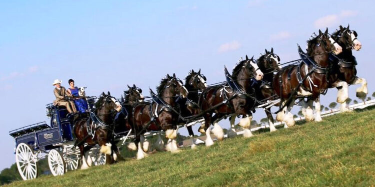 Clydesdales are coming to Sebastian, Florida