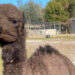 Camel at LaPorte Farms