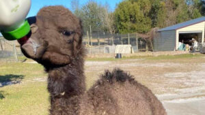 Camel at LaPorte Farms