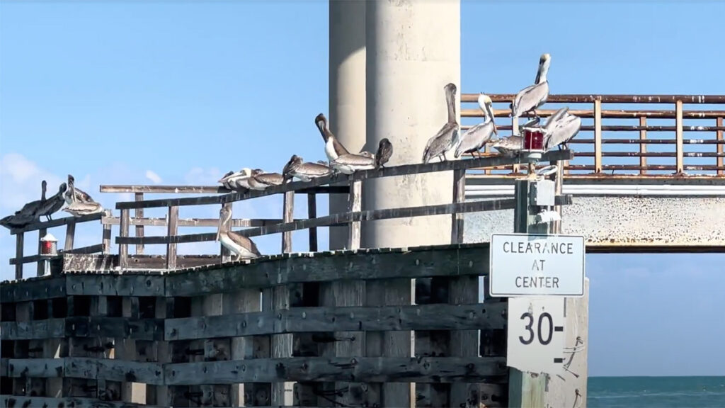 Pelicans under the bridge at the Sebastian Inlet