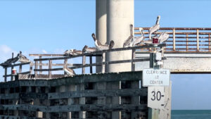 Pelicans under the bridge at the Sebastian Inlet