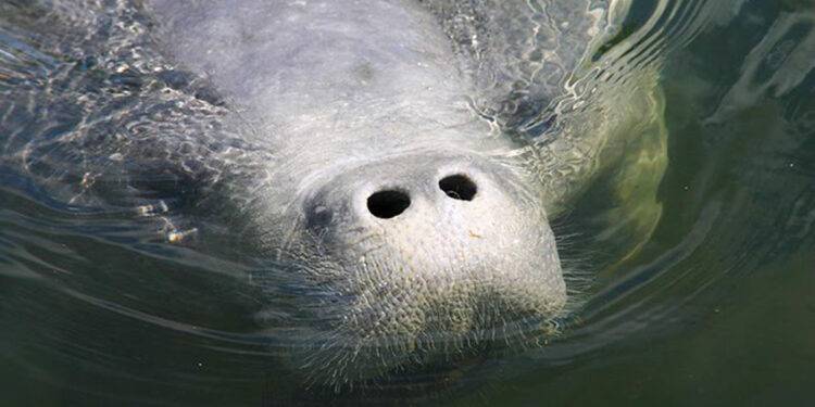 Go slow to protect manatees in Sebastian