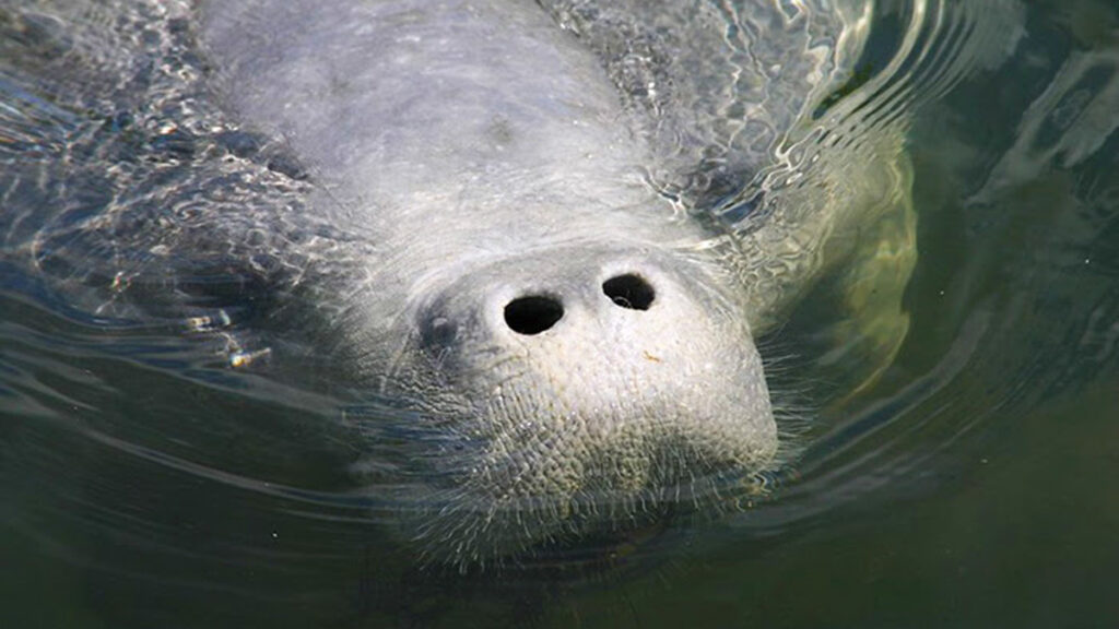 Go slow to protect manatees in Sebastian