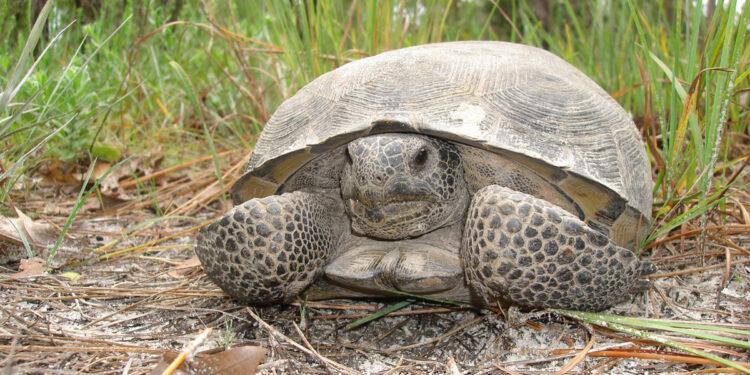 Gopher Tortoise Day (Credit: FWC)