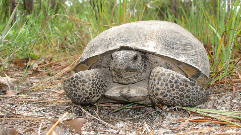 Gopher Tortoise Day (Credit: FWC)