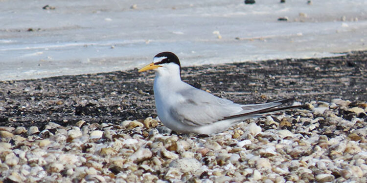 Shorebird Nesting on Rooftops (Courtesy FWC)