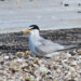 Shorebird Nesting on Rooftops (Courtesy FWC)