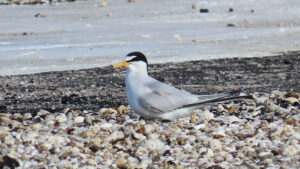 Shorebird Nesting on Rooftops (Courtesy FWC)