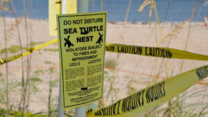 Sea Turtle Nest (Tim Donovan/FWC)