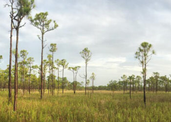 Jonathan Dickinson is the largest state park in Southeast Florida. (Courtesy/Jonathan Dickinson State Park)